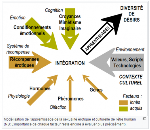 Schéma Sexualité