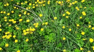 Fleurs jaunes